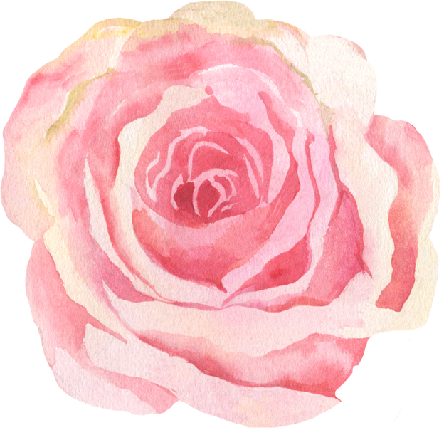 Pink Rose Illustration 